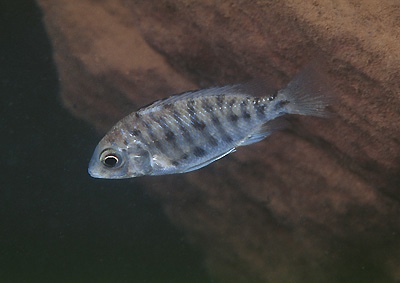 Protomelas sp. 'steveni imperial' Nkhata Bay